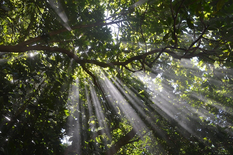 IRD Forêt