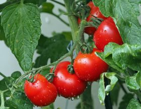 tomates maroc