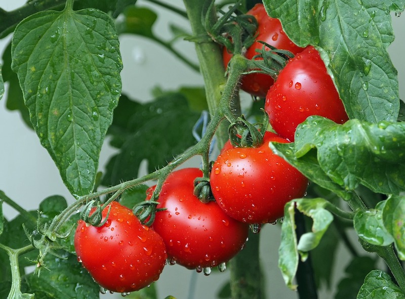 tomates maroc