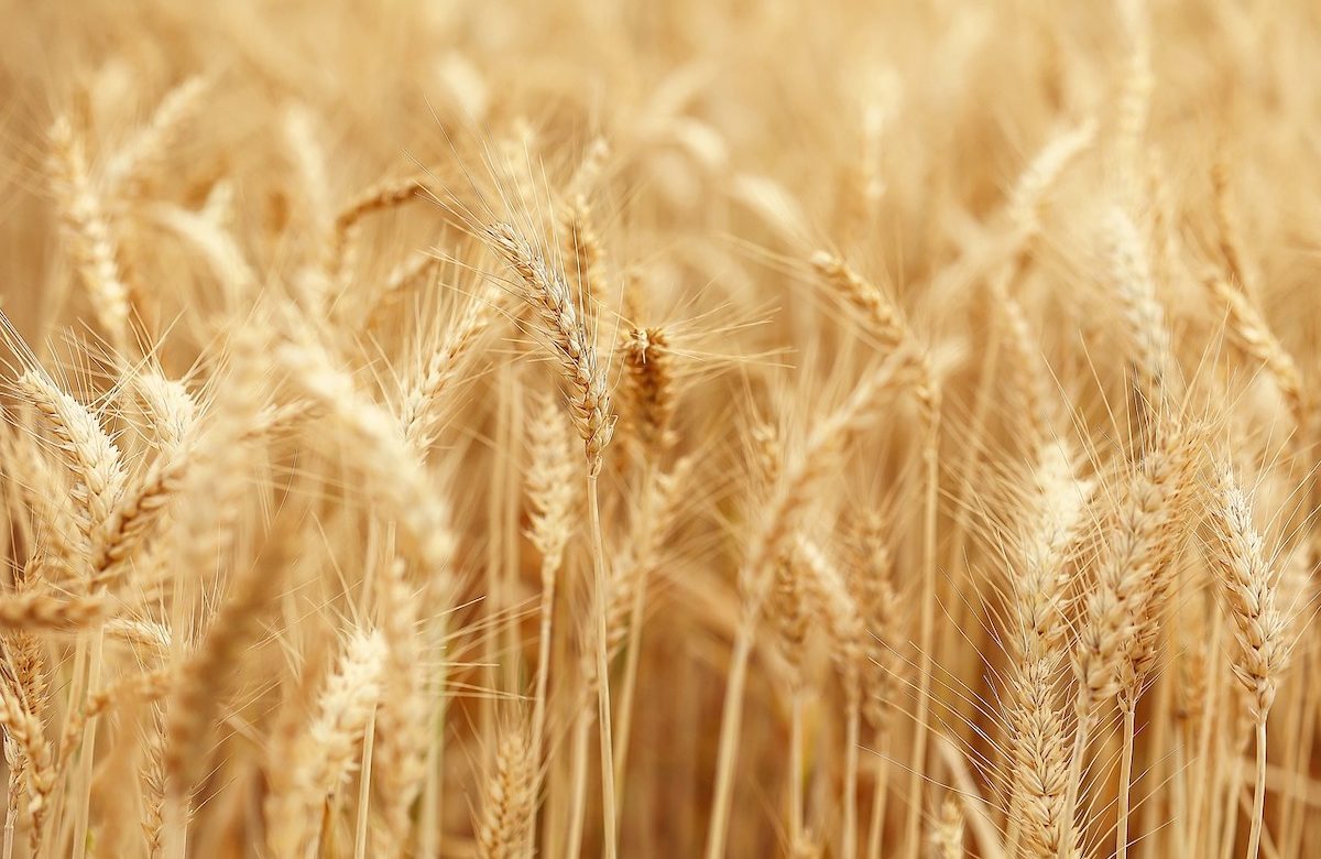 wheat 7202481 1280