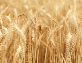 wheat 7202481 1280