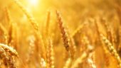 wheat 3506758 1280
