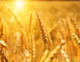 wheat 3506758 1280