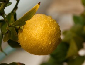 fruit 3123129 1280