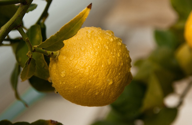 fruit 3123129 1280