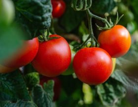 tomates