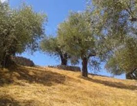 huile d'olive