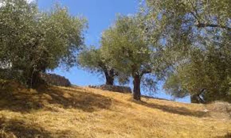 huile d'olive