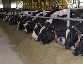 vaches laitières