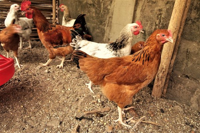 photo poule
