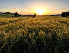 céréales maroc