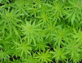 cannabis