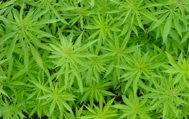 cannabis