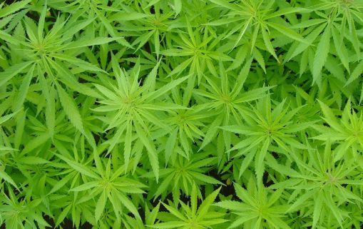 cannabis