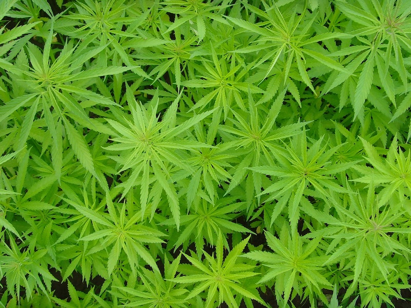 cannabis