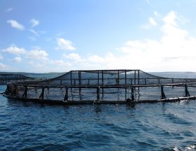 aquaculture