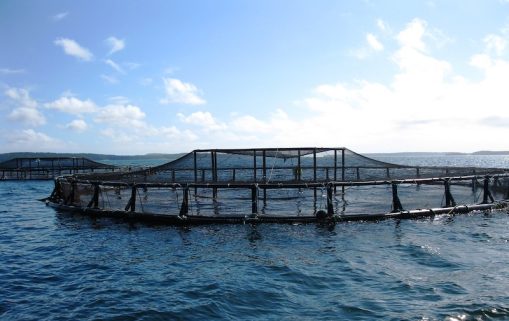 aquaculture