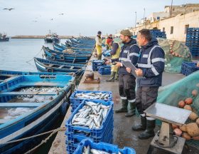 Firefly Photo réelle pêches marines et l’exploitation responsable des ressources halieutiqu 959347