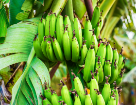 bananes