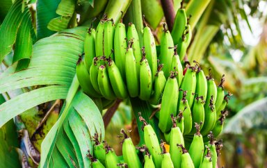 bananes