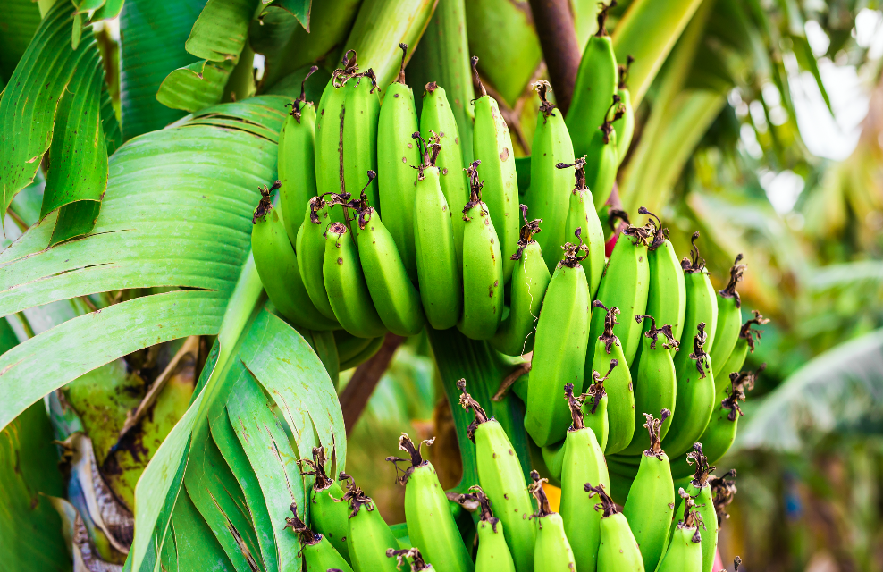 bananes