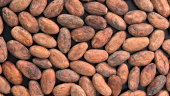 cacao