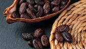 cacao covid