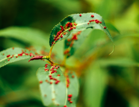 ecologie