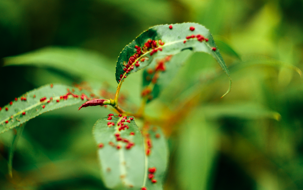 ecologie