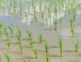 riz