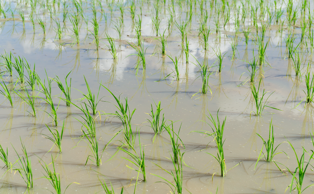 riz