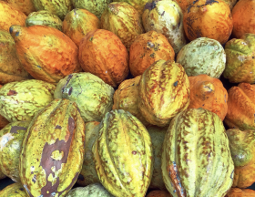 Cacao Ghana Ivoire 3