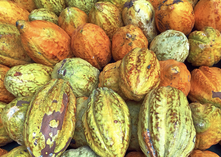 Cacao Ghana Ivoire 3