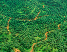 deforestation