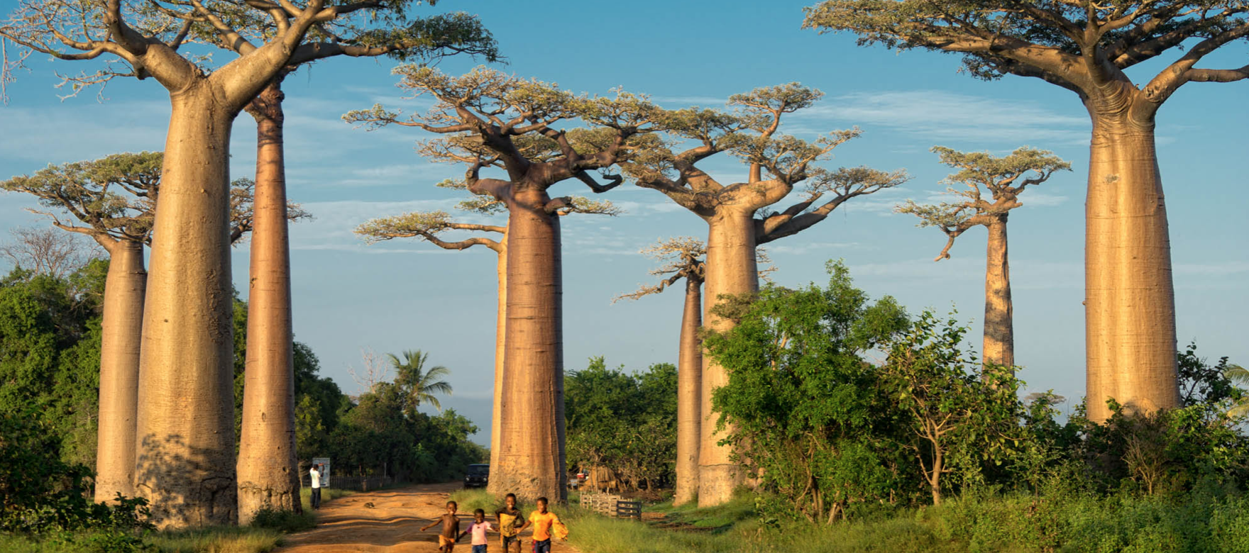 deforestation madagascar