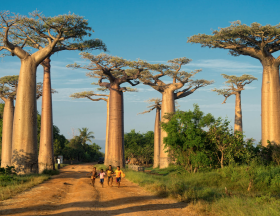 deforestation madagascar