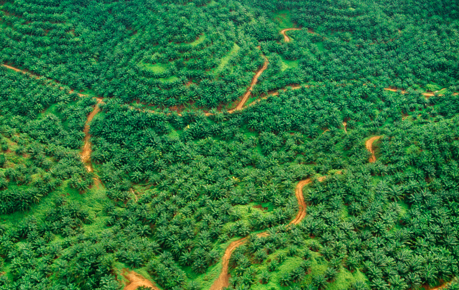 deforestation