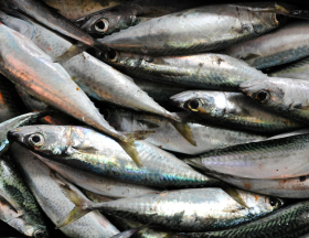 filiere poisson