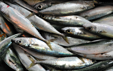 filiere poisson