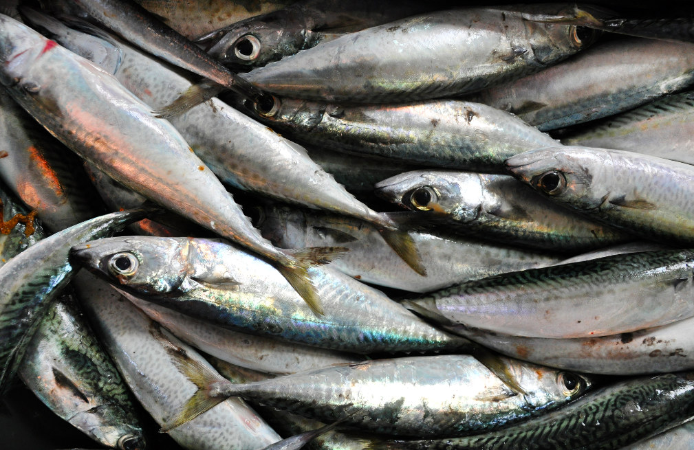 filiere poisson