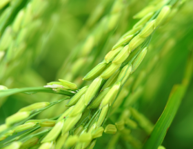 riz