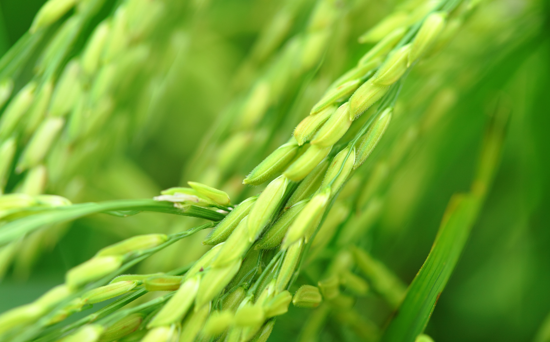 riz