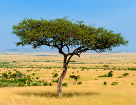 tourisme afrique