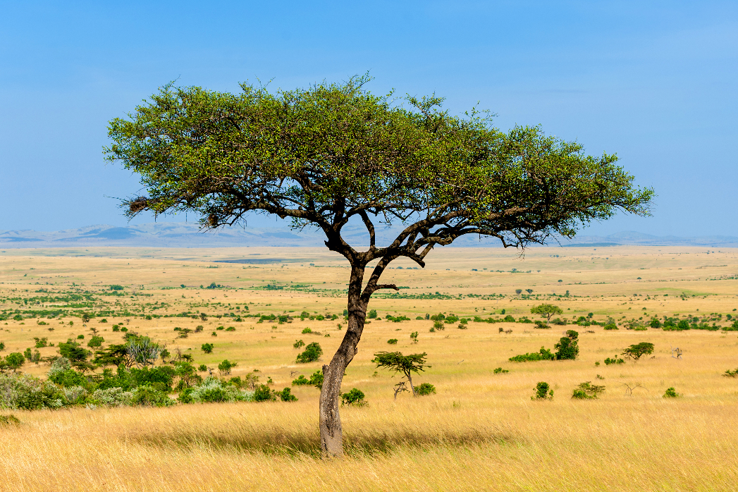 tourisme afrique