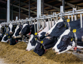 vaches