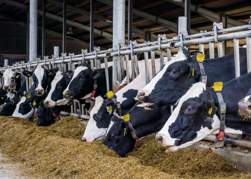 vaches