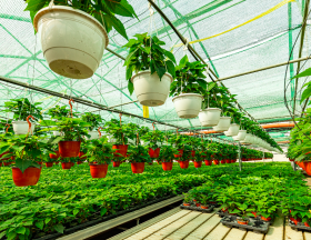horticulture