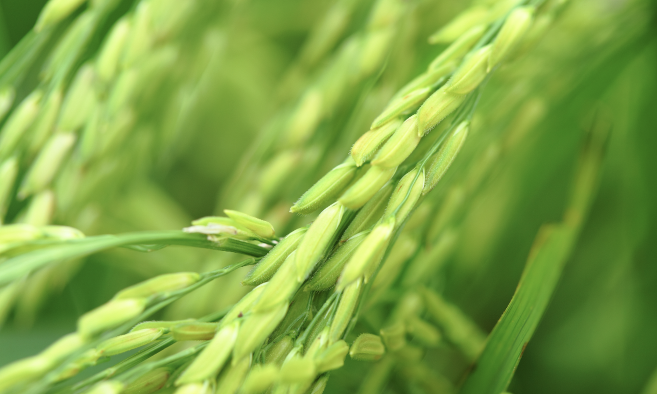 Ghana Riz 2023 1