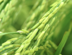 Ghana Riz 2023 1