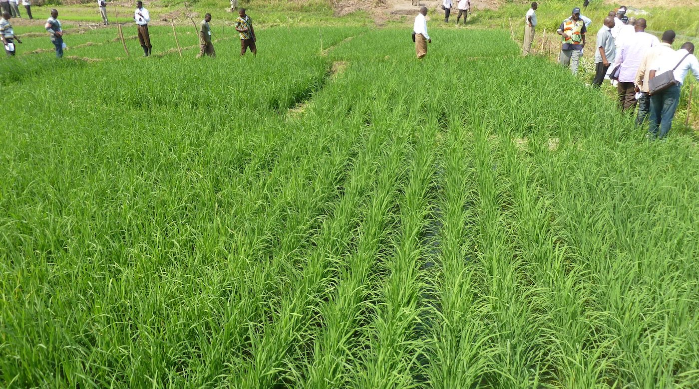 Sawah rice cultivation in inland valleys in Ashanti region Ghana panoramio 11